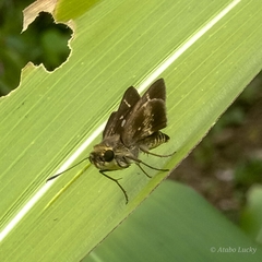 Platylesches moritili