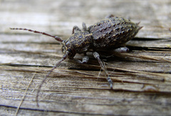 Plectrura spinicauda