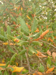 Quercus suber