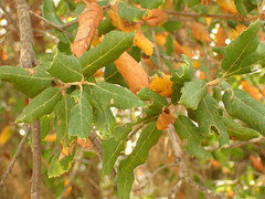 Quercus suber
