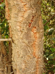 Quercus suber