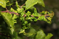 Brachycaudus helichrysi