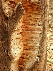 Quercus suber