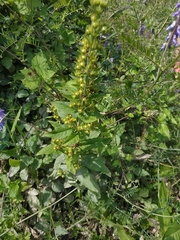 Solidago virgaurea taurica