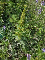 Solidago virgaurea taurica
