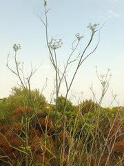Ridolfia segetum