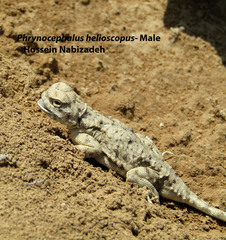 Phrynocephalus helioscopus