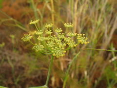 Ridolfia segetum