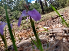 Tigridia durangensis