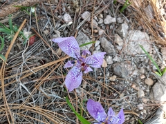 Tigridia durangensis