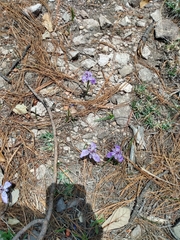 Tigridia durangensis