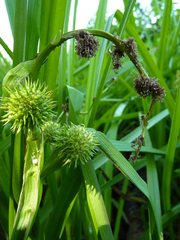 Sparganium eurycarpum