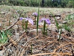 Tigridia durangensis