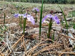 Tigridia durangensis