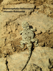 Phrynocephalus helioscopus