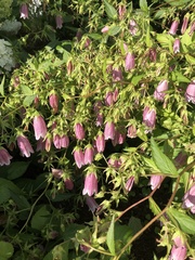Campanula punctata