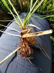 Carex sempervirens