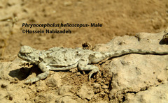 Phrynocephalus helioscopus