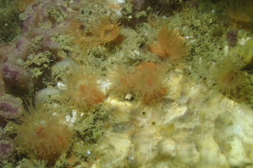 Golfbrekeranemoon, 4675 RB Zierikzee, Nederland, photo 9 of 10