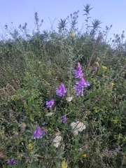 Vicia tenuifolia