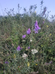 Vicia tenuifolia