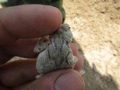 Phrynocephalus helioscopus