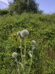 Echinops ritro ruthenicus