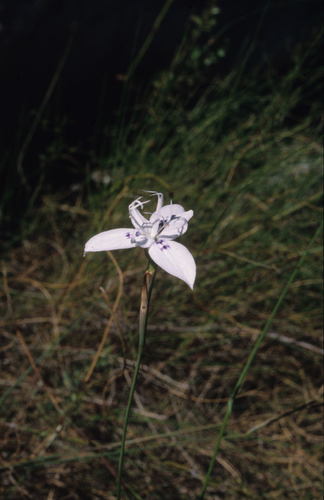 Fire Tulp (Moraea barkerae)