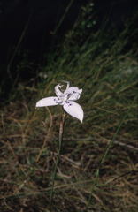 Moraea barkerae