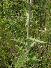 Echinops ritro ruthenicus