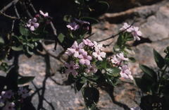 Teedia pubescens