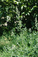 Chenopodium opulifolium