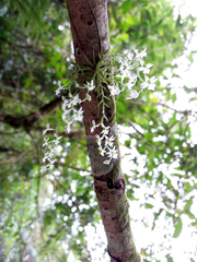 Phymatidium delicatulum