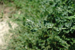 Chenopodium opulifolium