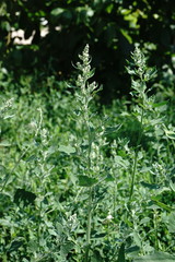Chenopodium opulifolium