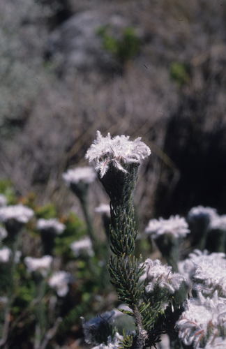 Phylica aemula (Phylica aemula)