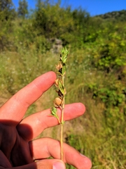 Helianthemum ledifolium