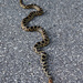 Fox Snake - Photo (c) Peter Gorman, some rights reserved (CC BY-NC-SA)