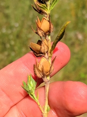 Helianthemum ledifolium