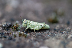 Trimerotropis saxatilis