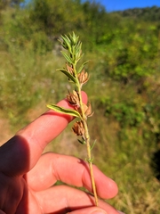 Helianthemum ledifolium