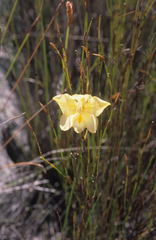 Gladiolus pritzelii