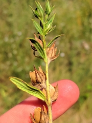 Helianthemum ledifolium