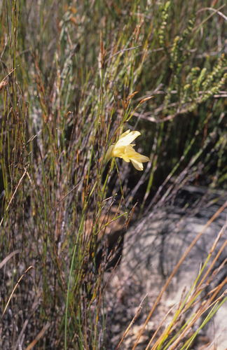 Image of Gladiolus pritzelii by (c) Tom Lloyd Evans, some rights reserved (CC BY-SA)