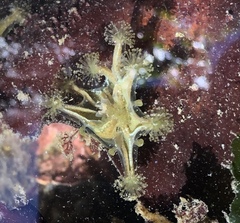 Haliclystus sanjuanensis