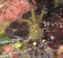 Haliclystus sanjuanensis