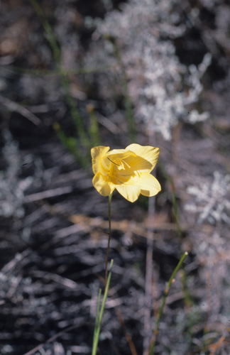 Image of Gladiolus pritzelii by (c) Tom Lloyd Evans, some rights reserved (CC BY-SA)