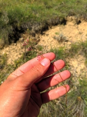 Asperula aristata