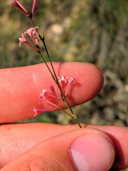 Asperula aristata