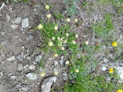 Chamaesciadium acaule